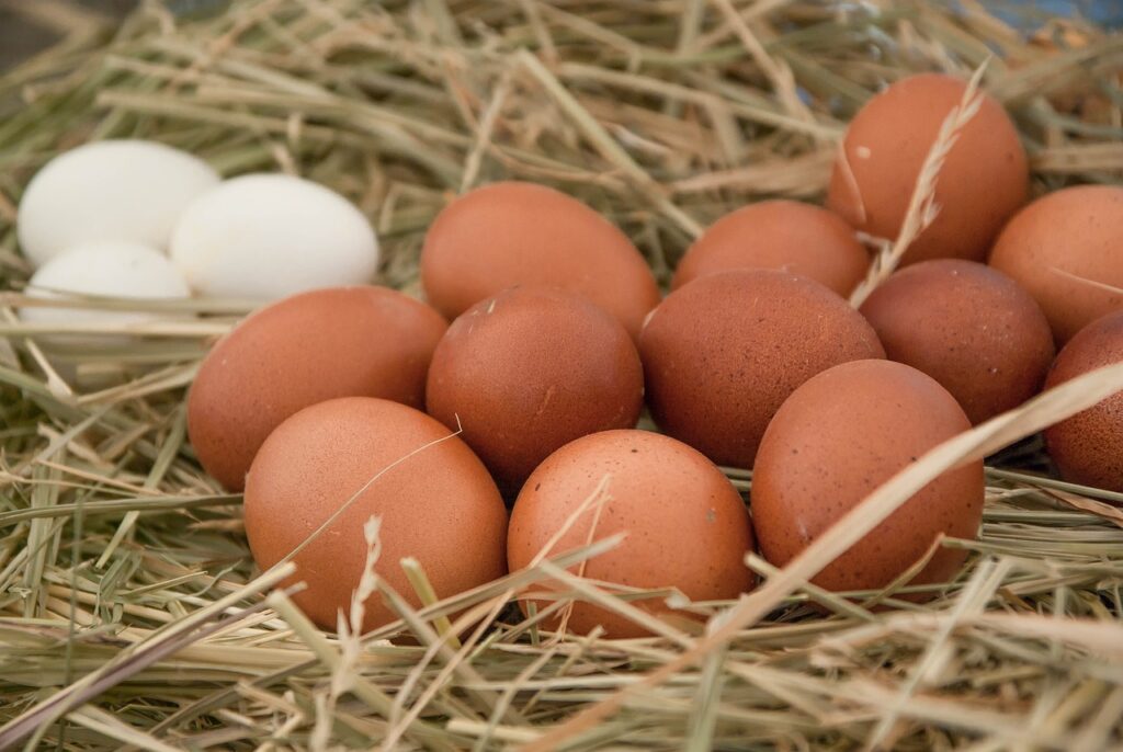 poultry eggs