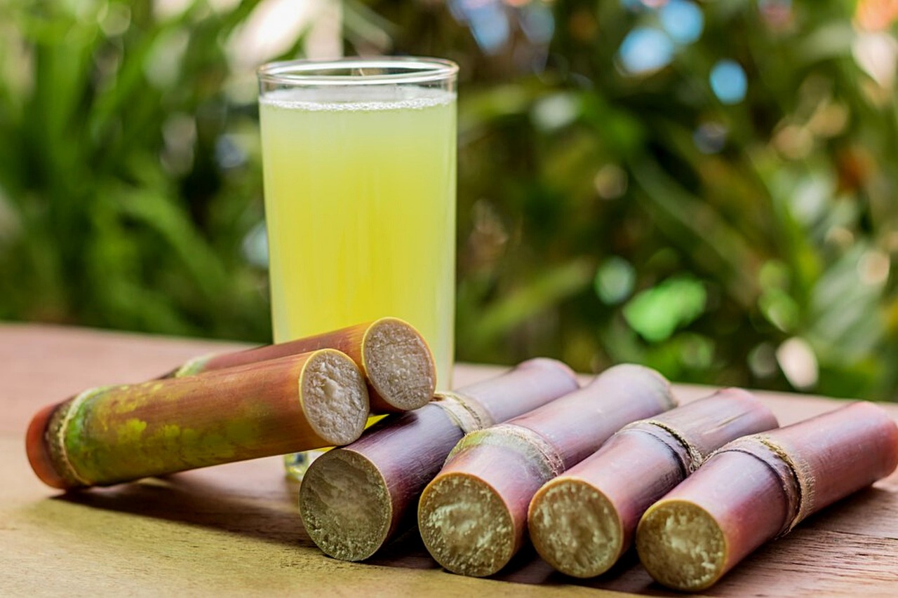 sugarcane