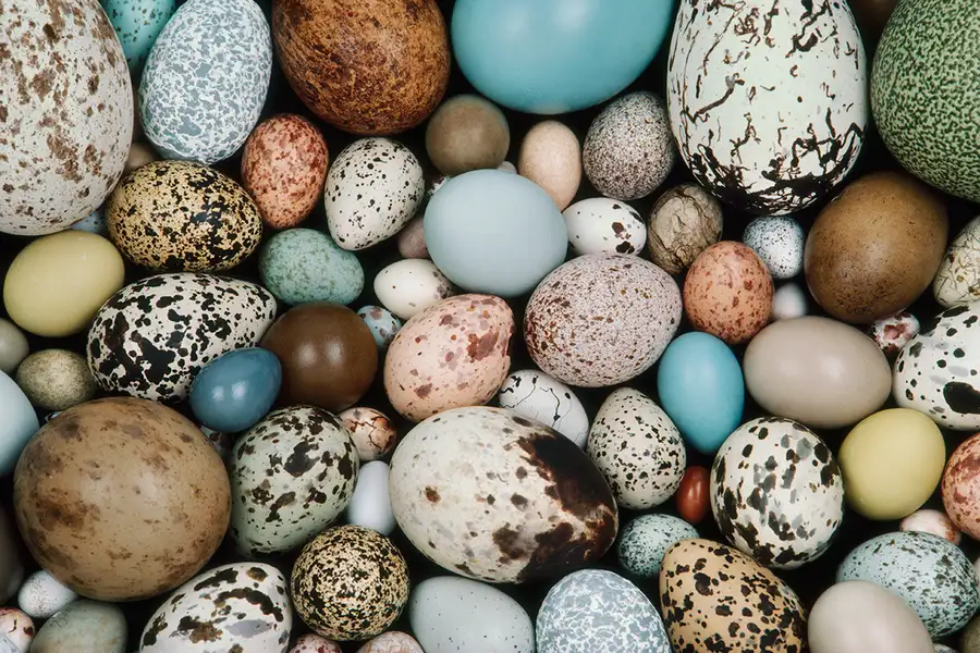 bird eggs