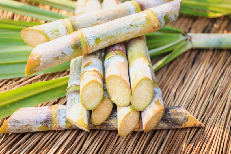 sugarcane