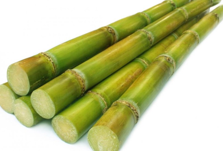 sugarcane