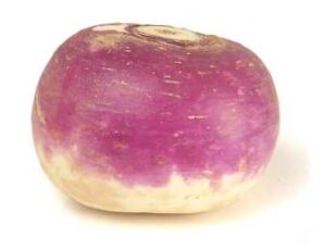 turnip