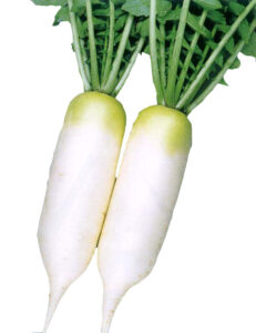 turnip vertus